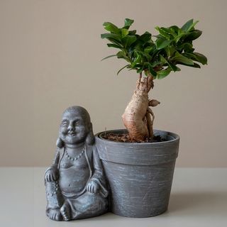 Ficus ginseng con buda decorativo