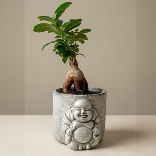 Ficus ginseng en maceta buda