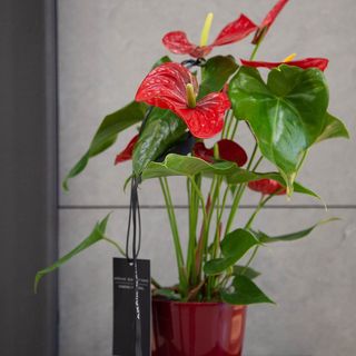 Anthurium rojo