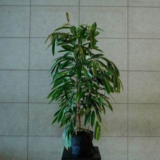 Ficus Amstel