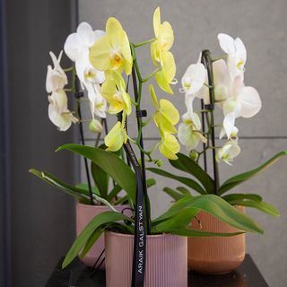 Orquidea Phalaenopsis Cascade ceramica