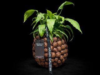 Spathi con Maceta Cerámica