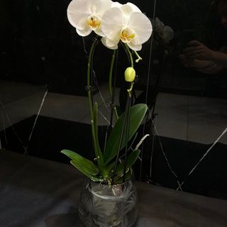 Orquídea Phalaenopsis blanca