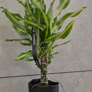 DRACAENA