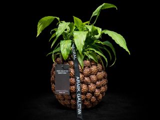 Spathi con Maceta Cerámica