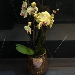 Orquídea Phalaenopsis dorada