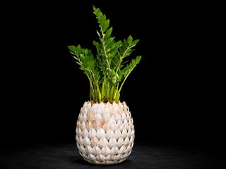 Zamioculcas con Maceta Metal