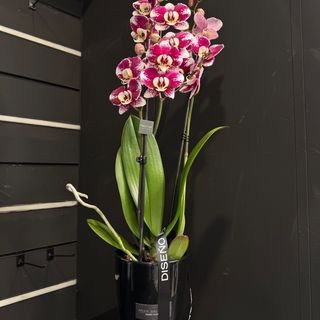 Phalaenopsis purpura con maceta