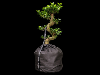 Bonsai Mix