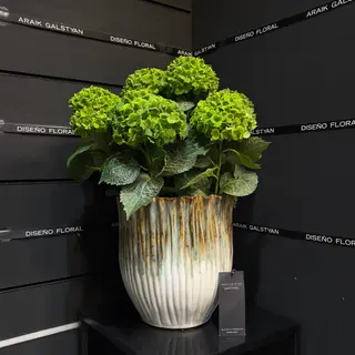 Hortensia Natural en Maceta de Cerámica Elegante