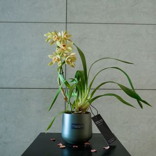 Orquidea Сymbidium suave