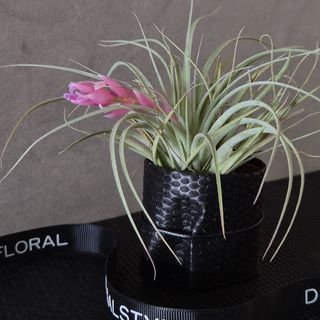 Tillandsia "Coton Candy"