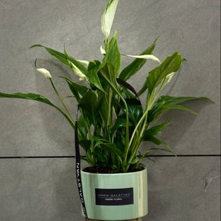 Spathiphyllum "Chopin"