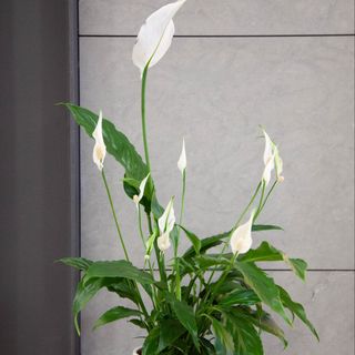Spathiphyllum h55