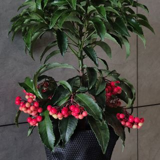 Ardisia Crenata roja