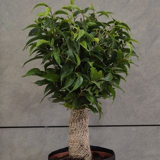 Ficus "Benjamina" h35
