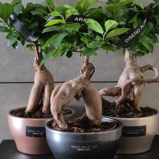 Bonsai en maceta de ceramica h30