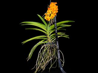Vanda stand mix