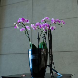 Orquidea Phalaenopsis lila en maceta de ceramica