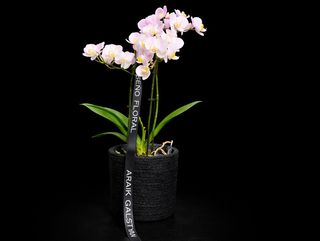 Phalaenopsis con maceta