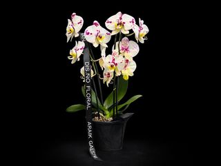Phalaenopsis mix