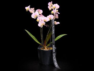 Phalaenopsis mix