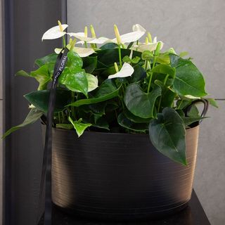 Anthurium blanco