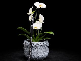 Phalaenopsis mix con Maceta