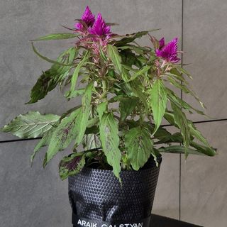 Celosia "Deep Purple"