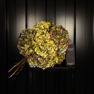 Hortensias Antique De Araik Galstyan