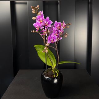 Phalaenopsis mini