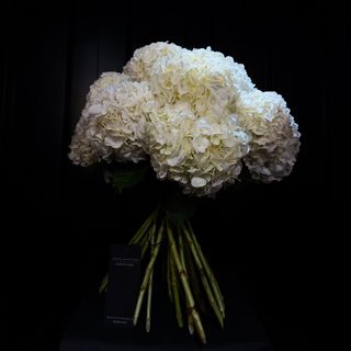 Ramo Premium de Hortensias Blancas