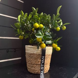 Planta de Naranjo Kumquat