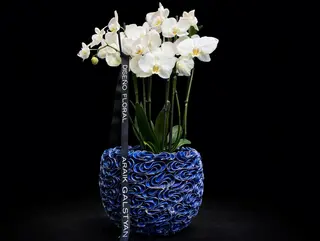 Phalaenopsis mix con Maceta cerámica