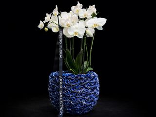 Phalaenopsis mix con Maceta cerámica