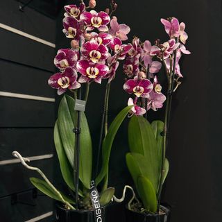 Phalaenopsises con maceta