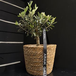 Arbol de Olivo con maceta