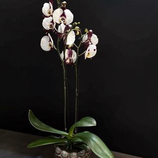Orquídea Phalaenopsis «Elegancia»