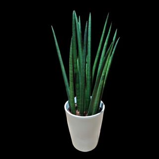 Sansevieria Cylindrica amb gerro inclòs 1 Ud.