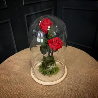 Cupula de dos rosas preservadas