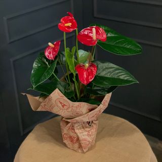 Anthurium mediano
