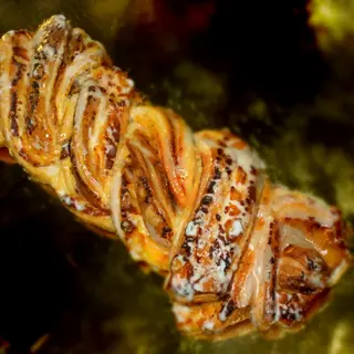 TRENZA GRANDE TUPINAMBA