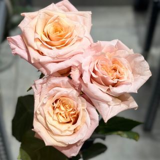 Rosas naranjas (3 und)