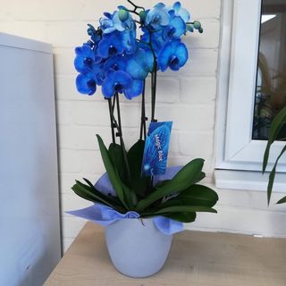 Orquídea azul