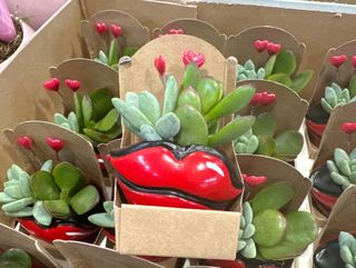 pequeña composición de suculentas