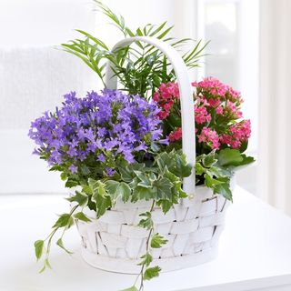 Cesta Plantas Variadas