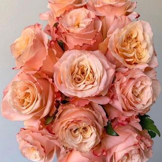 Rosa naranja (11 und)