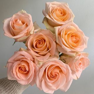 Rosa naranja (7 und)