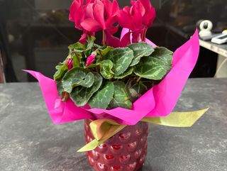Cyclamen con maceta San Valentín