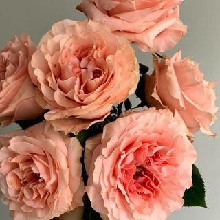 Media Docena Rosas Naranjas